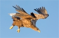 Seeadler