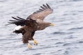 Seeadler