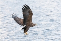 Seeadler