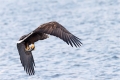 Seeadler