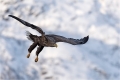 Seeadler