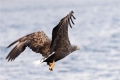 Seeadler