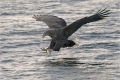 Seeadler