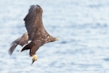 Seeadler