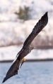 Seeadler