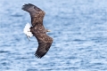 Seeadler