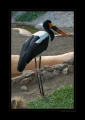 Sattelstorch