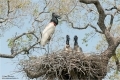 Jabiru