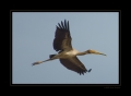 Gelbschnabelstorch