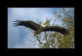 Storch zwischen den Bäumen