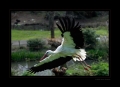 Storch im Flug