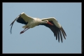 Storch