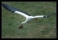 Storch