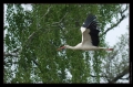 Storch