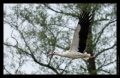 Storch