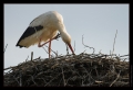 Storch