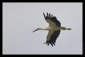 Storch