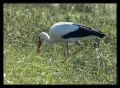 Storch