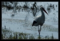 Storch im Gegenlicht