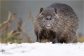 Nutria