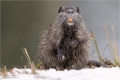 Nutria