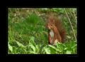 Eichhörnchen im grünen