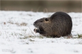 Nutria