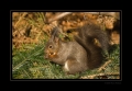 Eichhörnchen an der Sonne