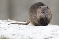 Nutria