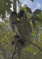 Indri Indri in Madagaskar