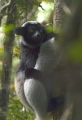 Indri Indri in Madagaskar