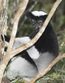 Indri Indri in Madagaskar