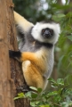 Lemur in Madagaskar