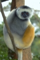 Lemur in Madagaskar