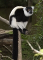 Vari Vari in Madagaskar