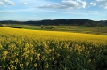 Rapsfeld bei Schaffhausen (Siblingen)