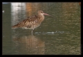 Grosser Brachvogel