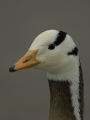 Portrait einer Gans