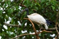 Heiliger Ibis