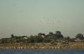 Eindrücklich die vielen Flamingos in der Luft