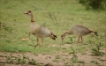 Nilgänse