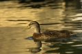 Ente in der Morgensonne