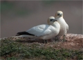 Basstölpel / Helgoland