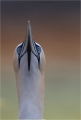 Basstölpel / Helgoland