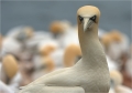 Basstölpel / Helgoland