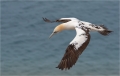 Basstölpel / Helgoland