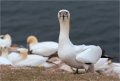 Basstölpel / Helgoland