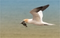 Basstölpel / Helgoland