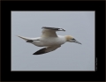 Basstölpel / Helgoland