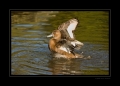 Die Ente geniesst den Frühling